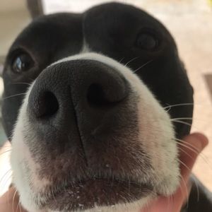 Meet your Posher, Trish